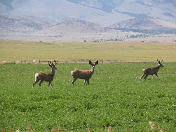 Paradise Valley Mule Deer