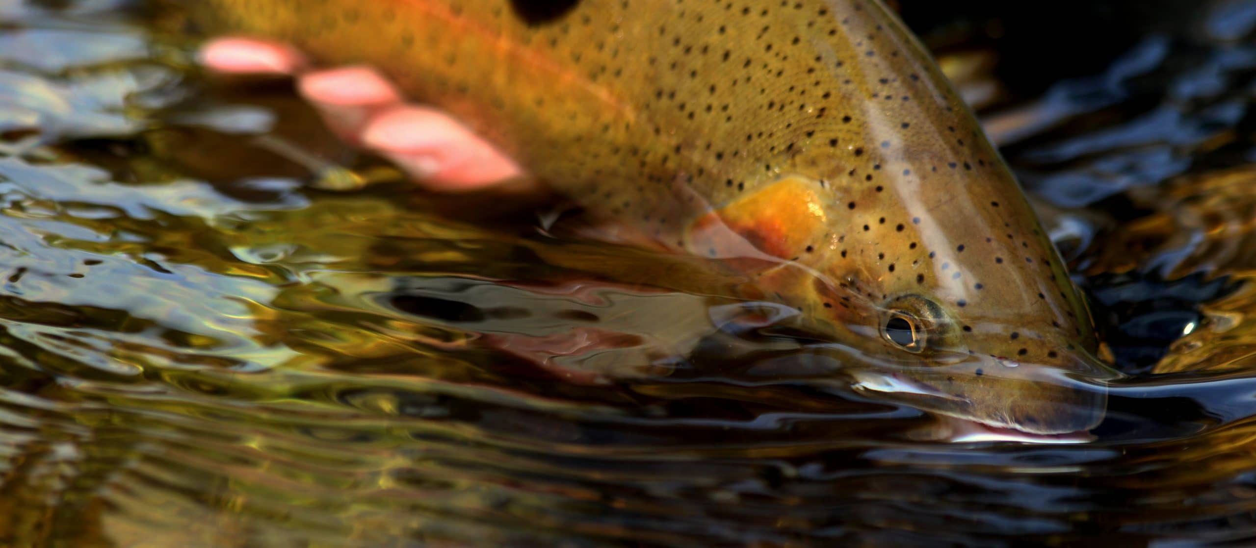 Give Back to Montana’s Fish and Wildlife This Holiday