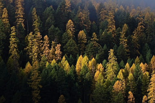 Golden western larch trees surrounded by evergreen conifers. Photo by Alec Underwood